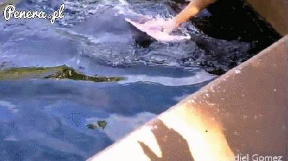 Delfin kontra blondynka