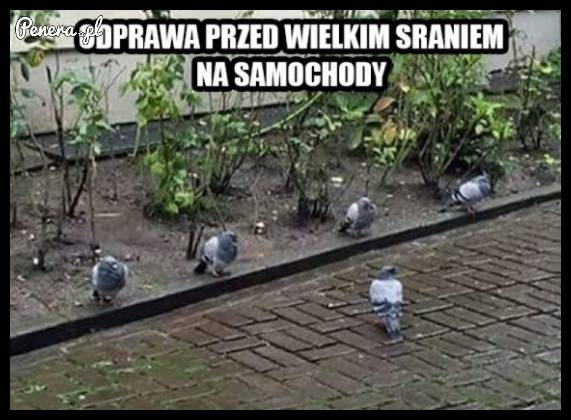 Odprawa przed wielkim sraniem