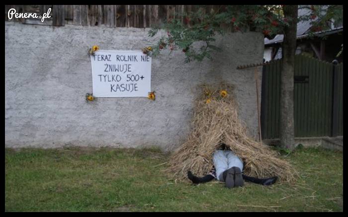 Teraz rolnik nie żniwuje tylko 500+ kasuje