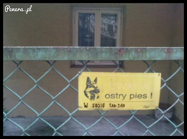 Uwaga ostry pies