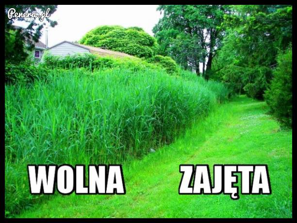 Wolna kontra zajęta