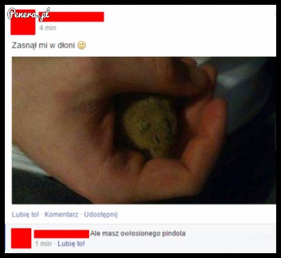 Zasnął mi w dłoni