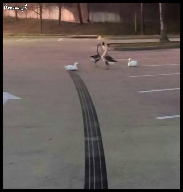 Ale musiała za**erdalać