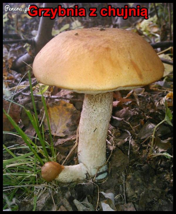 Grzybnia z ch*jnią