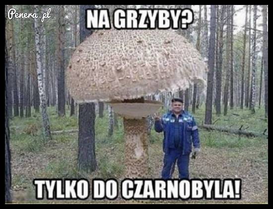 Na grzyby? Tylko do Czarnobyla!