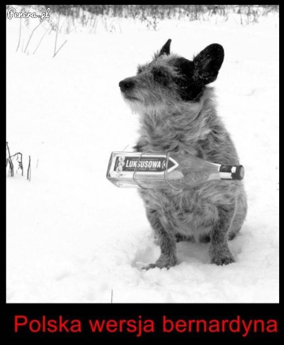 Polska wersja bernardyna