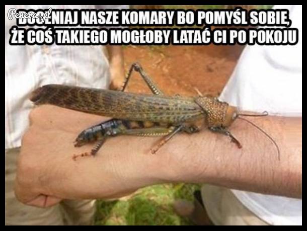Takiego czegoś to chyba nawet kapciem nie zabijesz