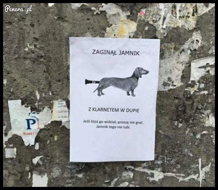 Zaginął nietypowy jamnik