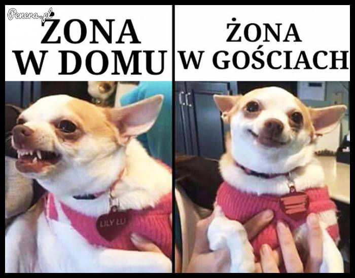 Żona w domu kontra żona w gościach