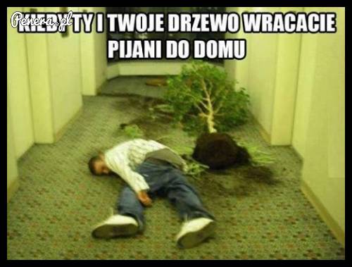 Kiedy Ty i Twoje drzewo wracacie pijani do domu