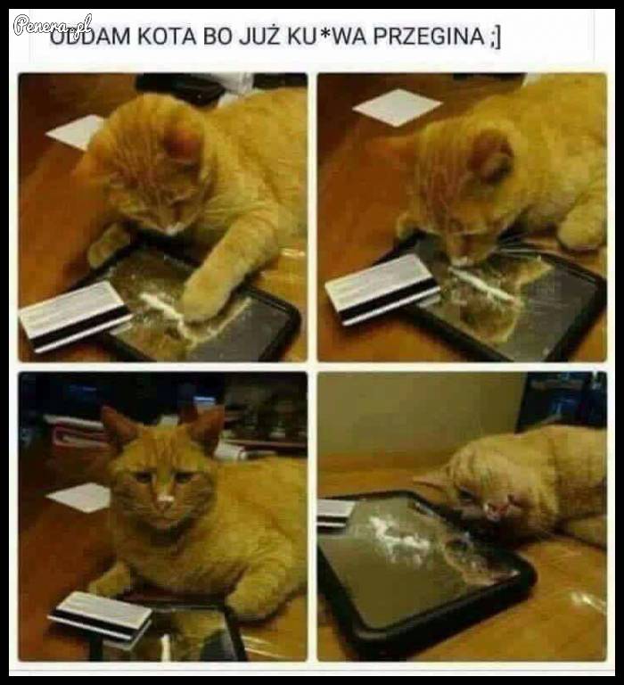 Oddam kota bo już przegina