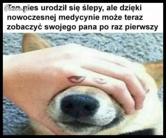 Ten pies urodził się ślepy