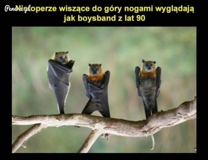 Co przypominają nietoperze wiszące do góry nogami?