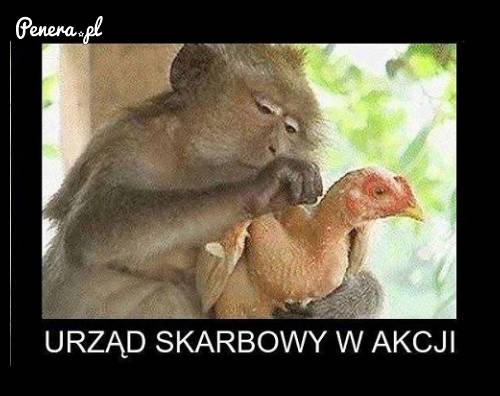 Urząd skarbowy w akcji