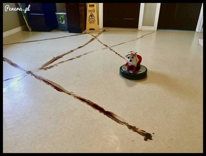 Psia kupa kontra irobot