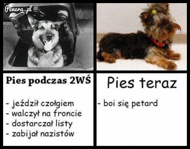 Kiedyś to były psy