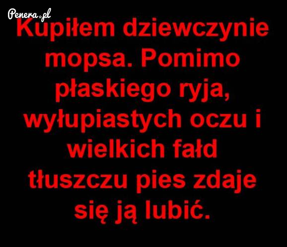 Kupiłem dziewczynie mopsa