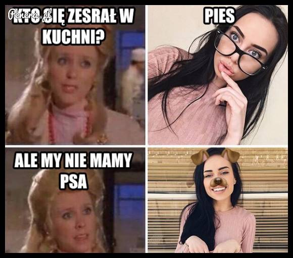 To był pies