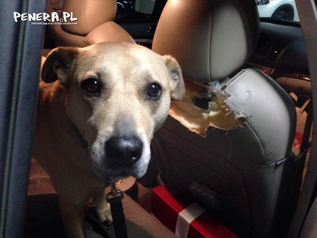 Kara za pozostawienie psa w aucie Kara za pozostawienie psa w aucie