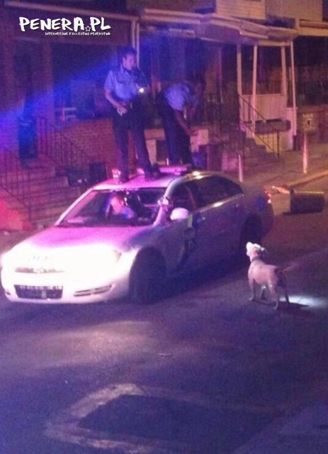 Nie zawsze pies dogada się z psem Nie zawsze pies dogada się z psem