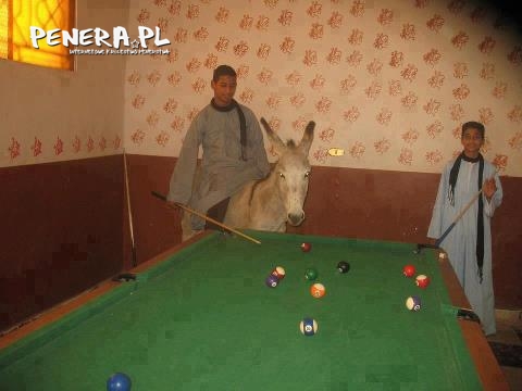 Z ukochaną na bilardzie Z ukochaną na bilardzie