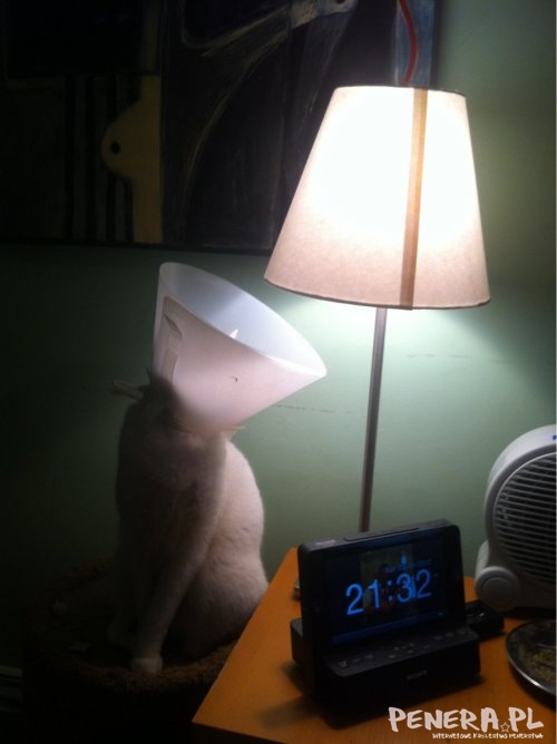 Jestę lampą Jestę lampą