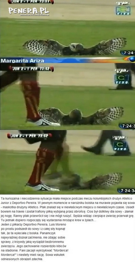 Potraktował sowę jak piłkę Potraktował sowę jak piłkę