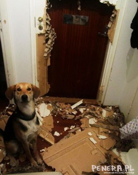 Bo chciał iść na spacer Bo chciał iść na spacer