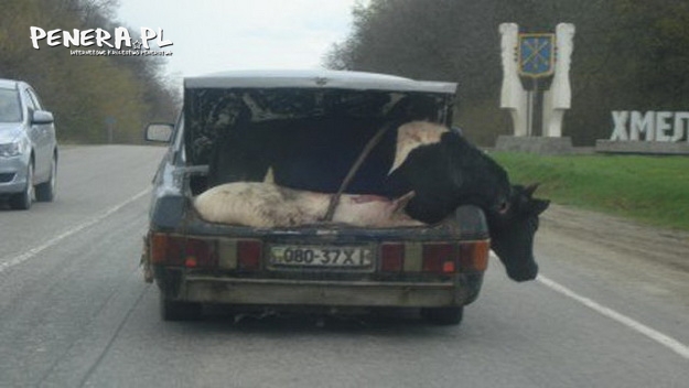 Transport zwierząt Transport zwierząt