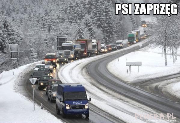 Psi zaprzęg Psi zaprzęg