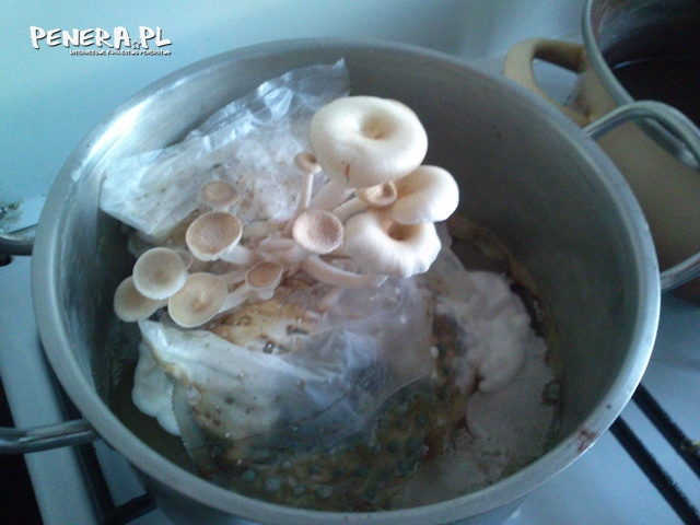 Grzybowa z ryżem Grzybowa z ryżem