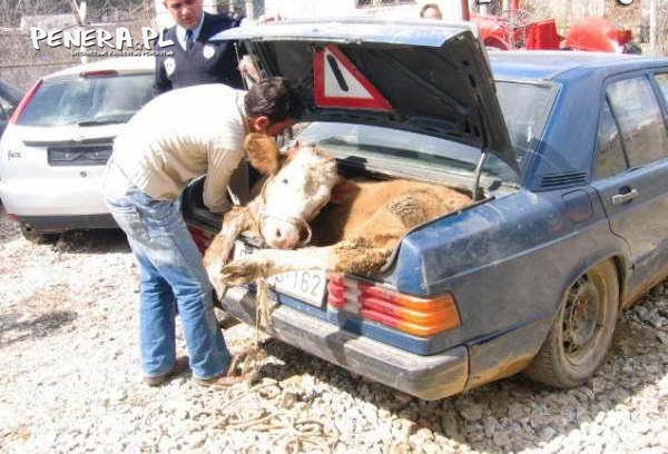 Mercedes do zadań specjalnych Mercedes do zadań specjalnych