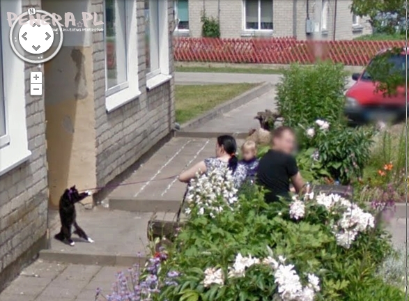 A tak wyprowadzam kota na spacer