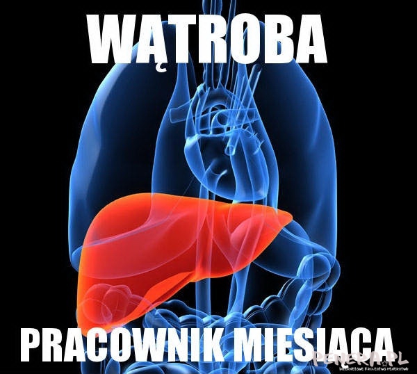 Wątroba - Pracownik miesiąca Wątroba - Pracownik miesiąca
