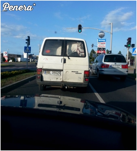 A na wakacje zabieram konia