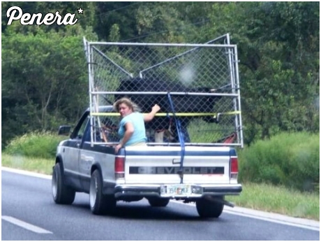 A żonę i krowy wożę tak