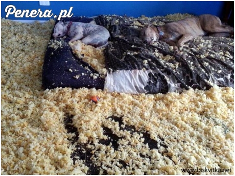 Bardzo zmęczone pieski