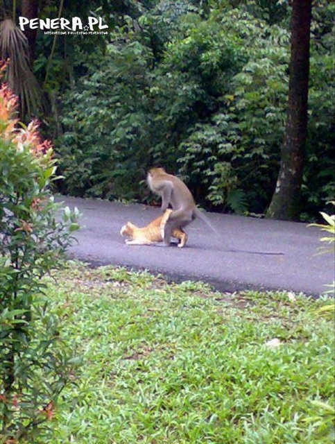 Miłość międzygatunkowa Miłość międzygatunkowa