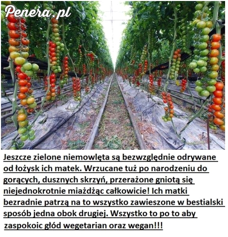 Bezwzględni wegetarianie