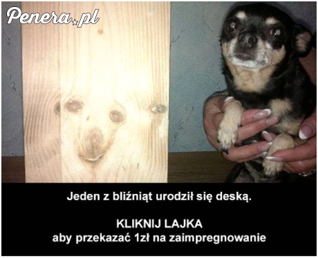 Biedne bliźniaki piesków