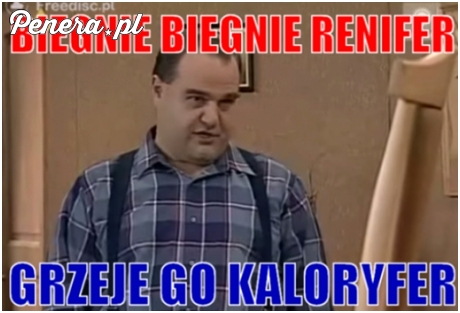 Biegnie biegnie renifer