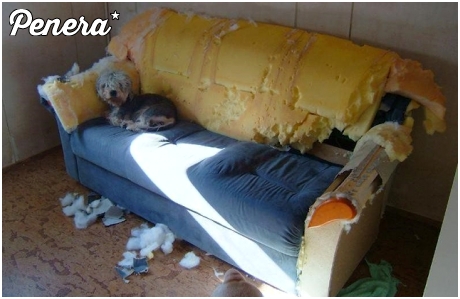 Bo się cholernie nudził