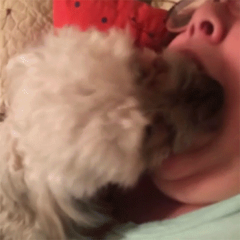 Buziaczki z pieskiem