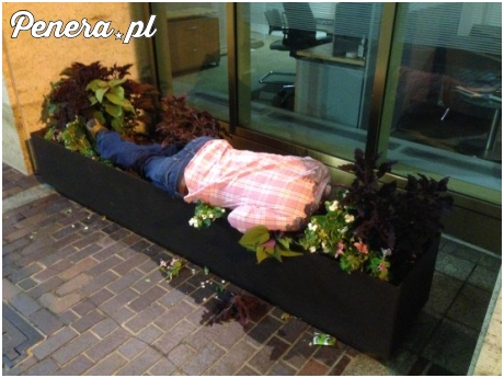 Być tak nawalonym żeby pomylić donicę z łóżkiem