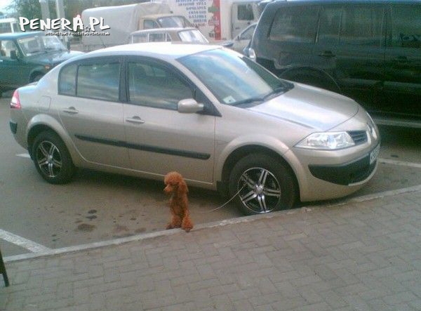 Piesku poczekaj Piesku poczekaj