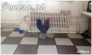 Chciałem domowego zwierzaka