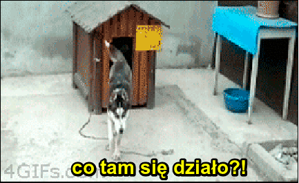 Ciekawe co tam się działo