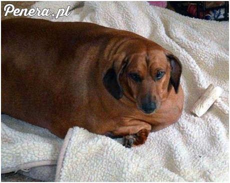 Ciekawe ile płacą za kilogram jamnika, że ktoś tak się stara