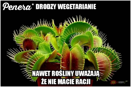 Coś dla wegetarian
