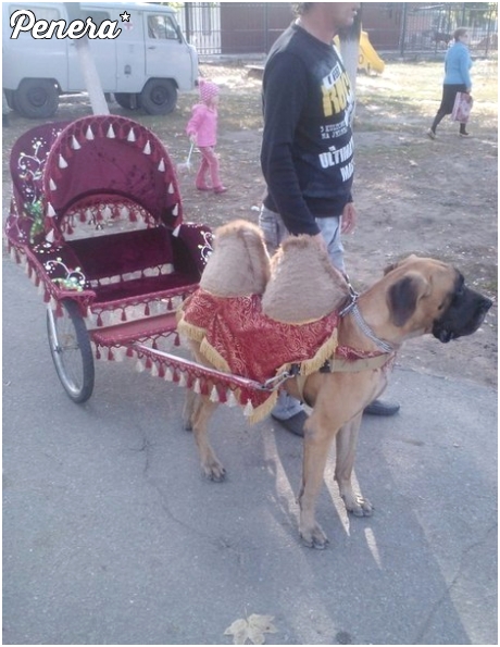 Cygański wielbłąd